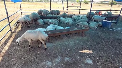 Adana'da Kurban Pazarları Kuruldu, Satıcılar Uyardı