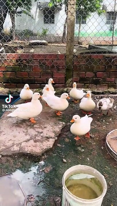 Wild ducks