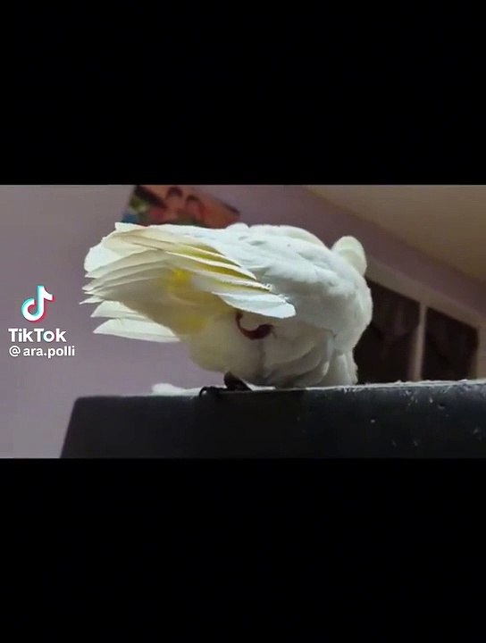 Egg in the air