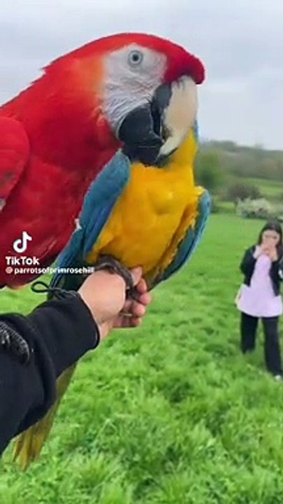 Free flying macaws