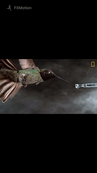 Hummingbirds slow motion