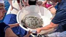 Filicudi, altra tartaruga salvata dal centro diretto dalla biologa marina Monica Blasi