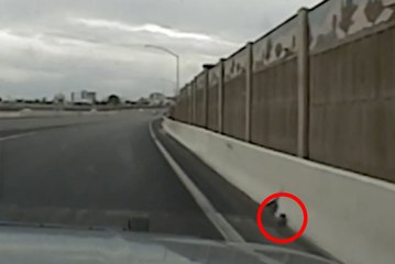 Kitten on highway saved by police officer in Las Vegas