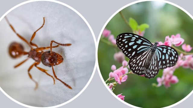 Ants And Butterflies