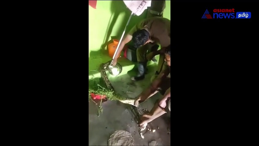 Python : சேலம் ஊத்துமலையில்  வீட்டிற்குள் புகுந்த 10அடி நீள மலைப்பாம்பு! லாவகமாக பிடித்த தீயணைப்பு வீரர்கள்