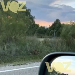 Captan la primera imagen de un lince ibérico en Madrid en 30 años  