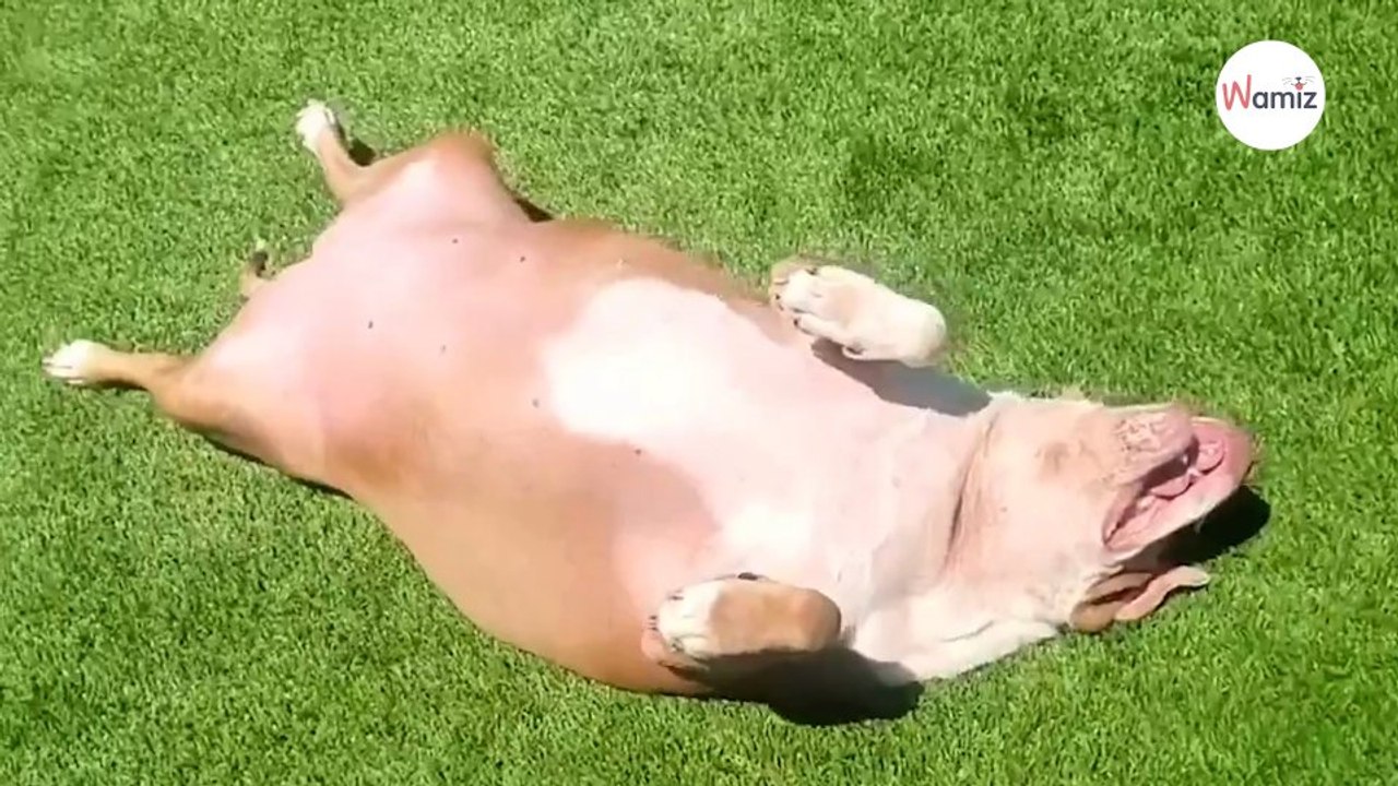 Le vétérinaire fixe un objectif à ce chien obèse  8 mois plus tard il est totalement méconnaissable (vidéo)