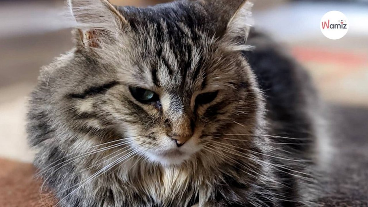 Ce minuscule chat trouvé sous un jacuzzi est devenu un magnifique matou (Photos)