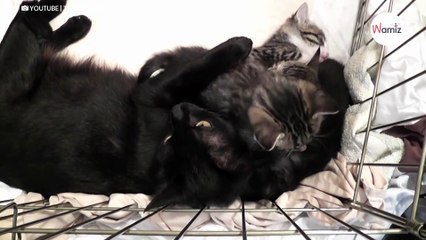 Conversation entre une maman chat et ses bébés  plus de 3 millions de personnes sont attendries (Vidéo)