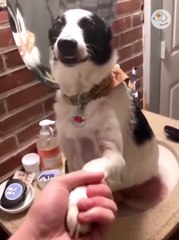 AWW SO FUNNY Super Dogs And Cats Reaction Videos (Honest Audio) #funny