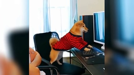 Funny Dogs Reaction Moments - Funniest Animals Video  2023