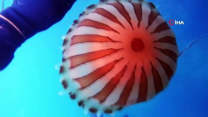 İstanbul'da 4 metrelik zehirli denizanası görüntülendi