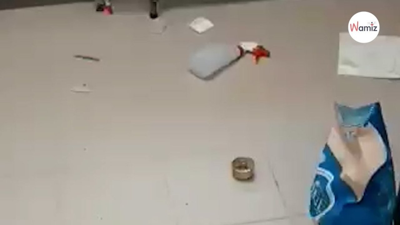 Une employée découvre l'infirmerie du refuge saccagée  elle trouve rapidement le coupable (vidéo)