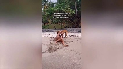 Köpek sosyal medya fenomeni Daniela Henao'nın bikinisinin üstünü çıkardı