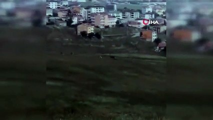 Elazığ'da dağ keçileri şehir merkezine indi