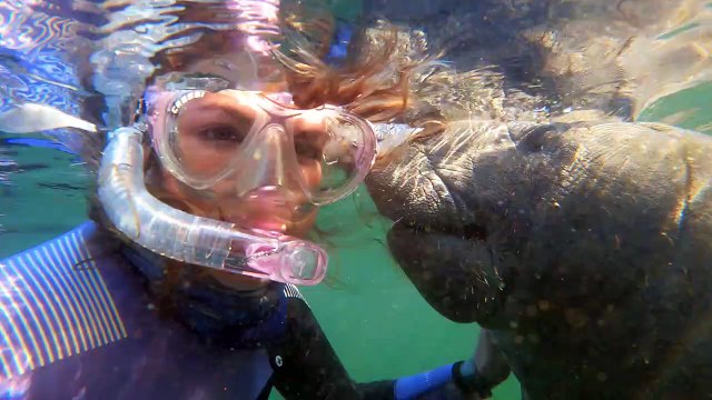 Une femme a une rencontre amicale avec des lamantins