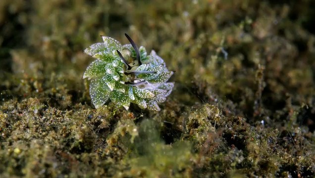 Comportement d'accouplement des limaces de mer
