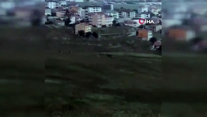 Elazığ'da dağ keçileri şehir saniyeler indi