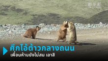 มาร์มอตเปิดศึกกลางถนน เพื่อนเข้าห้ามยังไม่สน.. ไอ้ต้าวจะรบ !