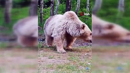 Boz ayı ağaç dalındaki ekmeği böyle kaptı