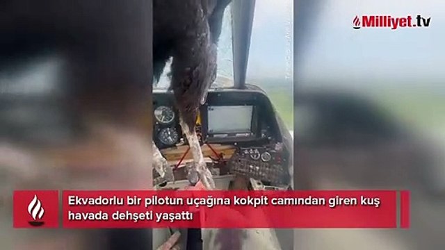 Havada dehşet! Devasa kuş kokpit camından içeri girdi