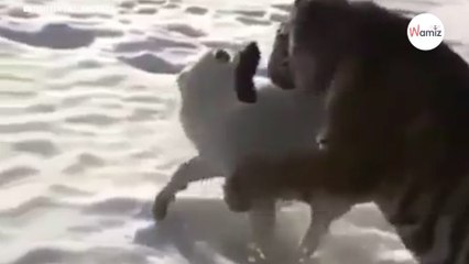 Un tigre bondit sur un chien, mais tout ne se passe pas comme prévu… (Vidéo)