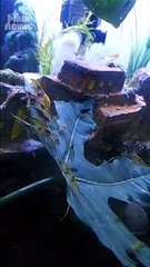 Udang Hias dan Daun Singkong