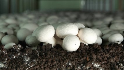 [녹색] "맛은 좋아지고 생산성은 높아지고"...신품종 양송이 기대감 '쑥' / YTN