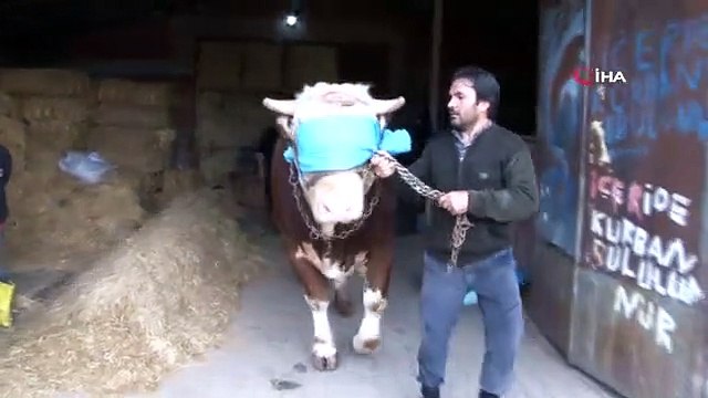 1 tonne de taureau de 700 kilogrammes est vendue pour 250 mille lires à Sivas