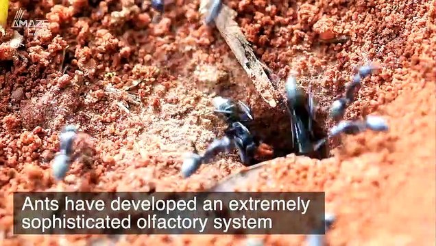 It Turns Out Ants Might Be Better Communicators Than Humans