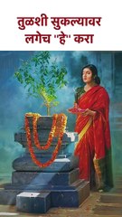 तुळशी सुकल्यावर लगेच ''हे''  करा #shorts #vastutips  SG5