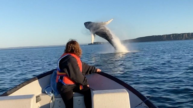 Girl Stunned As Humpbacks Breach And Pirouette Next To Boat | Wild-ish TV