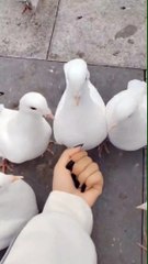 prank  with pigeons