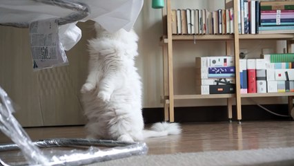☁️ I keep watching the cats from under the transparent chair. [ENG SUB]