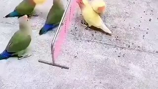 parrots playing games