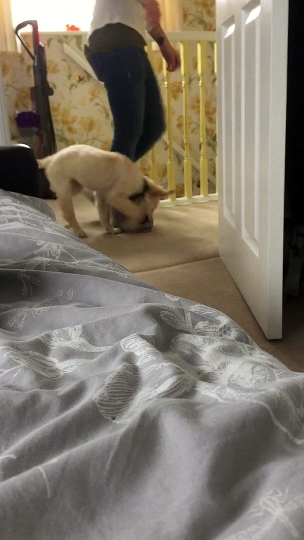 Golden Retriever Puppy Obsessed With Slippers