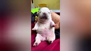Cute pets  funny animal videos  dogs funny videos