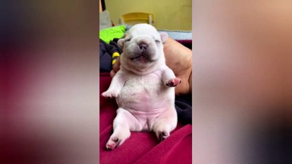 Cute pets  funny animal videos  dogs funny videos