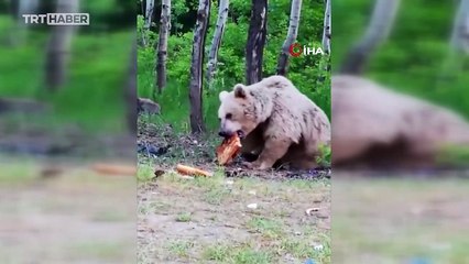 Bitlis'te ayı ağaç dalındaki ekmeği aldı: O anlar kamerada