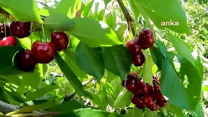 Bursa'da Tarımın Geleceği Konuşuldu