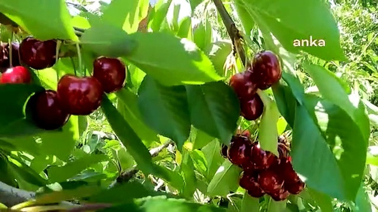 Bursa'da Tarımın Geleceği Konuşuldu