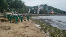 Hàng trăm tấn lục bình kèm với rác thải phủ kín Bãi Trước ở Vũng Tàu