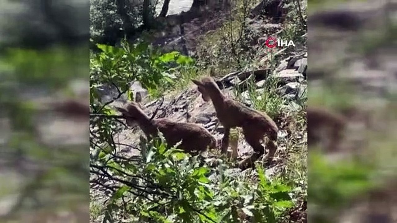 Chèvres sauvages orphelines allaitées