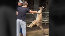 Un canguro ataca a unos turistas en Australia