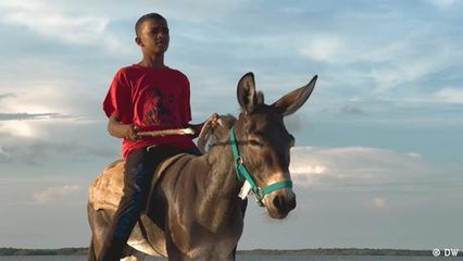 Lamu's donkey whisperers