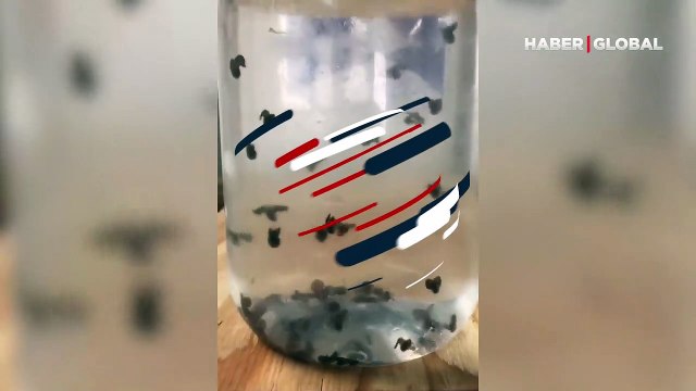 Siz hiç deniz kelebeği gördünüz mü?