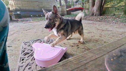 Puppy Is A Pink Piano Prodigy