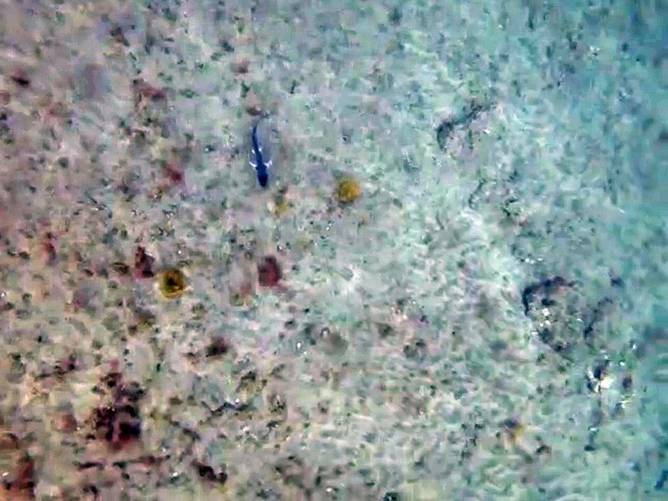 Vídeo de cazones en Las Canteras / Aarón Sánchez