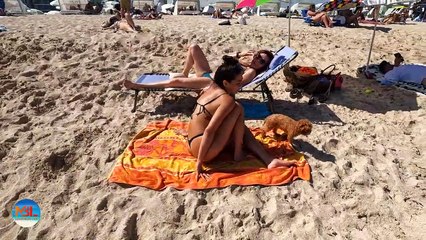 Sexiest Dogs day South Beach Miami Boat Life Boat Zone Collab