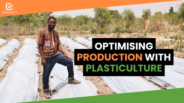 Burkina Faso: Optimising production with plasticulture